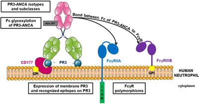 Pathogenicity of Proteinase 3-Anti-Neutrophil Cytoplasmic Antibody in Granulomatosis With Polyangiitis: Implications as Biomarker and Future Therapies